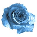 chey0kota_BlueChristmas_Elements (6)