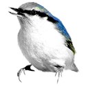 chey0kota_BlueChristmas_Elements (55)