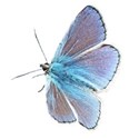 chey0kota_BlueChristmas_Addon (7)