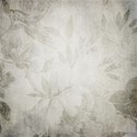 bg (14)