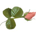 Flowers 03