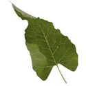 Leaf 01