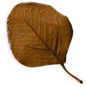 Leaf 1