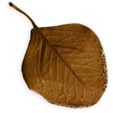 Leaf 3