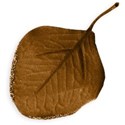 Leaf 4