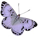 butterfly 3