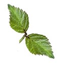 leaves 3