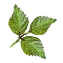 leaves 2