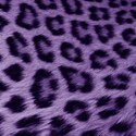 cheetah 2