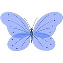 butterfly 1