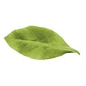 leaf single