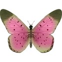 lisaminor_repose_butterfly_b