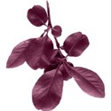 lisaminor_repose_leaf_a