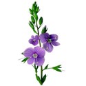 chey0kota_CC Violet_Element (7)