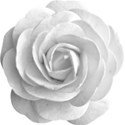 White Paper Rose
