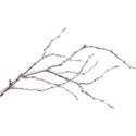 branch