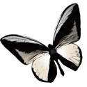 butterfly 1