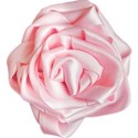 Pink Ribbon Rose