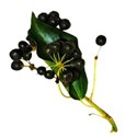 element (13)
