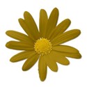 flowermustard