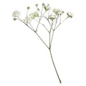 babys breath