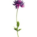 KITD_aspretty_bigflower