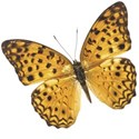 butterfly 1