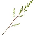 branch 2