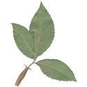 leaves 1