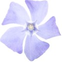 chey0kota_CC Periwinkle_Element (28)