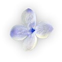 chey0kota_MC Lilac_Element (5)