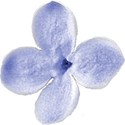 chey0kota_MC Lilac_Element (6)