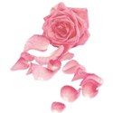 rose