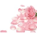 rose1