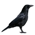 crow