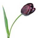 tulip 1