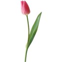 tulip 2