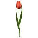 tulip 3