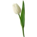 tulip 4