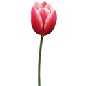 tulip 6