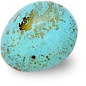 egg 1