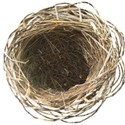 nest