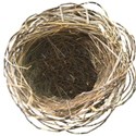 nest