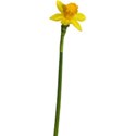 flower 13