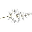branch