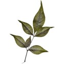 leaves