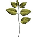 leaves2