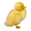 chey0kota_JustDucky_ele (1)