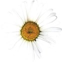 chey0kota_April_Element (11)