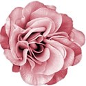 chey0kota_DustyRose_Element (7)